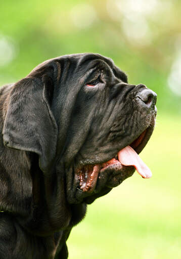 Eine nahaufnahme des schönen, faltigen gesichts eines neapolitanischen mastiffs