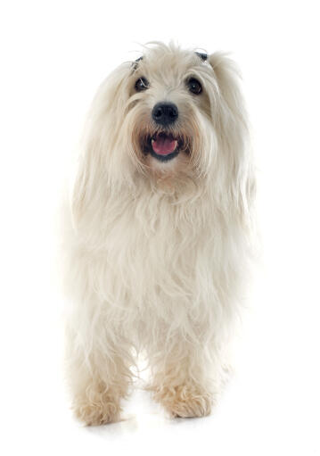 Ein glückliches coton de tulear mit zöpfen im haar