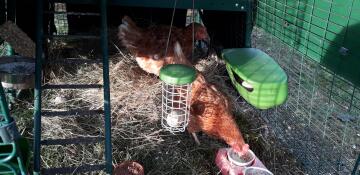 Hühner im auslauf mit Omlet Caddi leckerbissenhalter