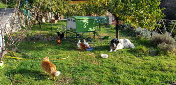 Ein großer grüner Cube hühnerstall in einem garten, umgeben von hühnern und einem großen hund