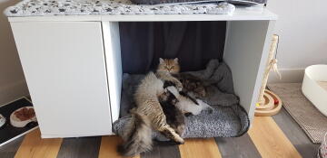 Katze liegt in Omlet Maya Nook