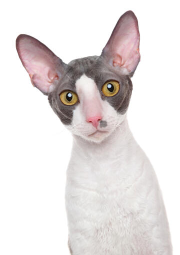 Eine schöne zweifarbige cornish rex mit Golden augen