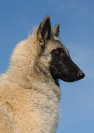 Ein belgischer tervuren mit einem schönen, dichten, weichen fell