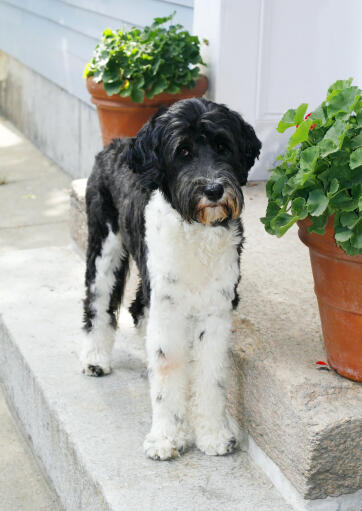 Ein wunderschöner schwarz-weißer portugiesischer wasserhund mit unglaublich langen beinen