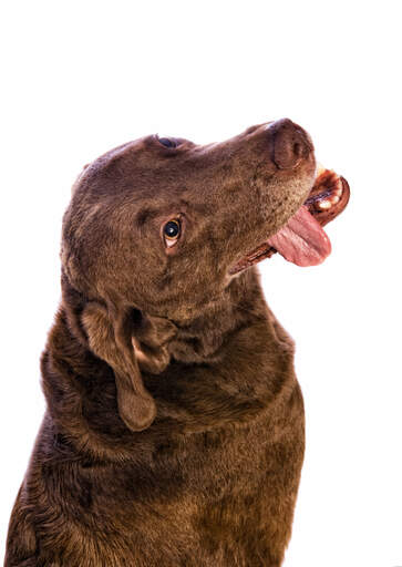 Ein lustiger chesapeake bay retriever, der seine zunge herausstreckt