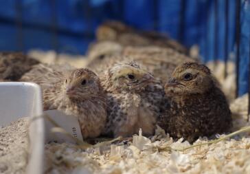 Coturnix Wachtel ist lässig