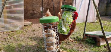 Hühner fressen futterbällchen und salat von einer hängenden leckerei Caddi