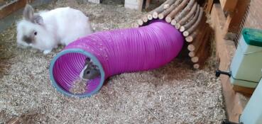 Ein meerschweinchen in einem rosa spieltunnel