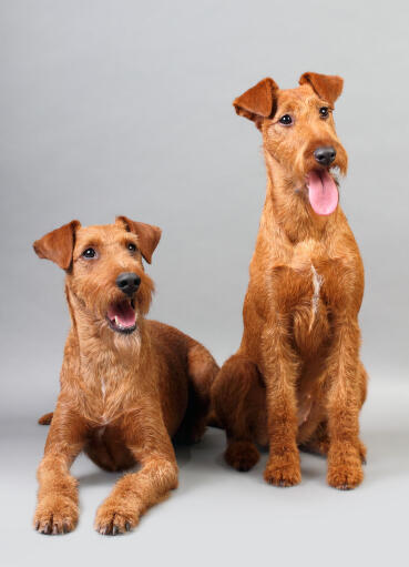 how tall do irish terriers get