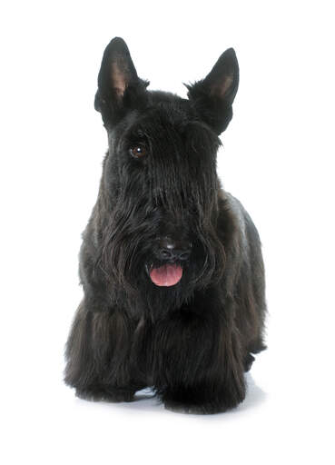 Ein gepflegter erwachsener scottish terrier, der seine langen fransen und spitzen ohren zur schau stellt