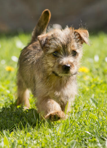 Ein norfolk-terrier, der auf der wiese spazieren geht und seinen schönen schwanz zur schau stellt