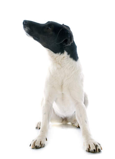 Ein glatter foxterrier mit einem schönen weißen körper und schwarzem kopf