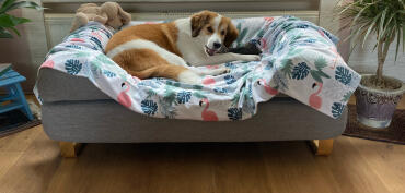 Badu in ihrem hundekorb 