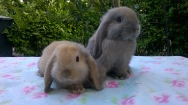 8 Wochen alte Mini Lops