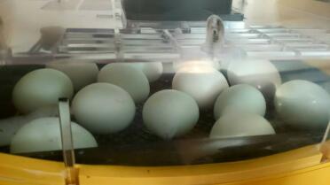Blaue Araucana-Eier im Inkubator