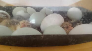 Araucana-eier schlüpfen
