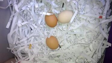Erste eier (alle 4 haben jeden tag gelegt, seit wir sie Got)