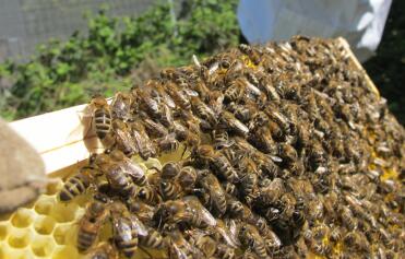Bienen auf neu gezogenem Kamm