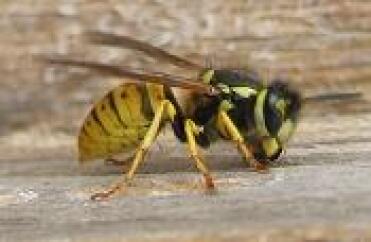 Wespen werden normalerweise als schädlinge angesehen.