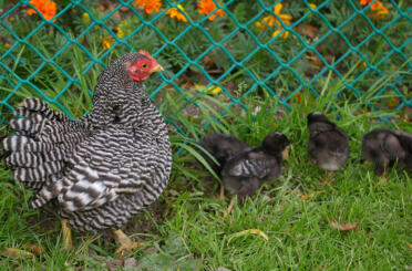 Huhn mit küken im garten