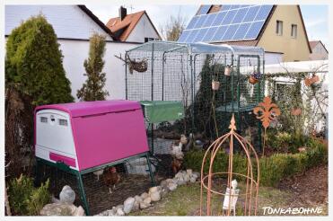 Der Eglu Cube mit Walk in zum Gehege.