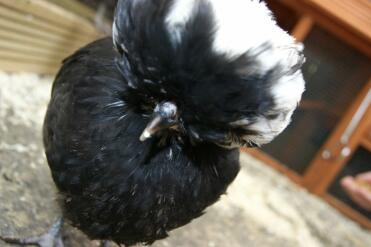 Huhn posiert im auslauf