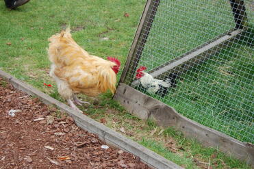 verrückte Hühner in der Vogelwelt. Wer glaubst du, würde gewinnen?