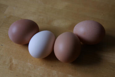 Genauere Ansicht unseres ersten weißen Eies