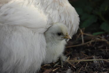 Silkie Chick kuschelt sich in ihre flauschige Mutter