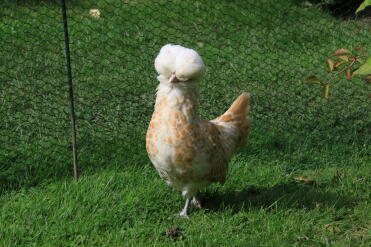 Huhn im garten