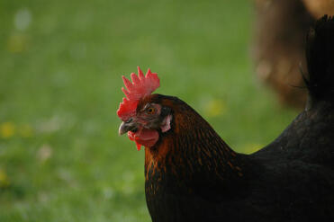 Ein maran-huhn, das im garten steht