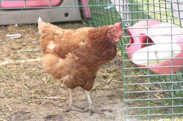 Huhn in Eglu hühnerstall auslauf
