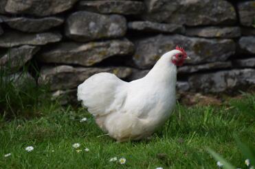 Mayo der freche Pekin