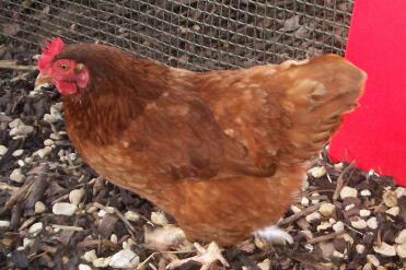 Huhn bei seinem roten Eglu hühnerstall