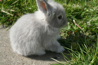 Niedliches flauschiges kaninchen sitzend