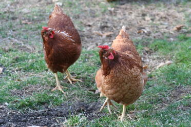Der Hühnertanz Eggwina & Henny