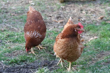 Eggwina & Henny zeigen ihre einzigartigen Federmuster und Hennys großen Kamm