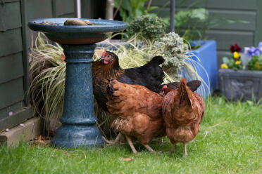 Hühner sind wunderbare haustiere für den garten.