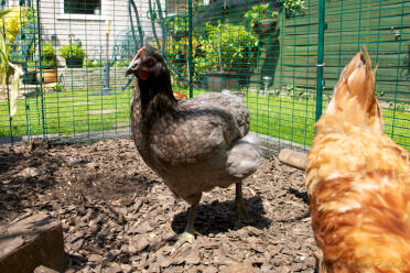 Zwei hühner, die in ihrem hühnerstall herumscharren.