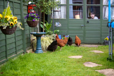 4 hühner im garten