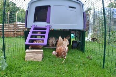 Unsere neuen geretteten hühner genießen die erkundung im auslauf Eglu 
