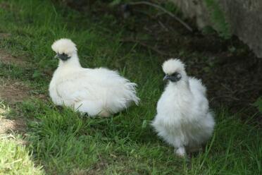 2 hühner im gras