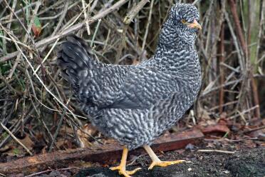 Huhn stehend auf erde