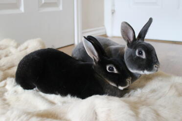 Nova und Ludo unsere Mini Rex Brötchen
