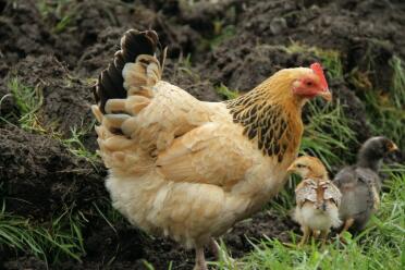 Sussex-henne mit ihren 2 küken im garten