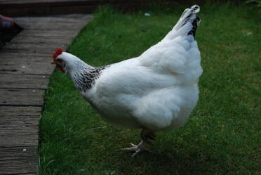 Huhn im garten