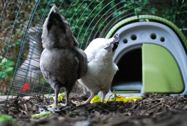Hühner lieben es, in ihrem hühnerstall zu spielen.