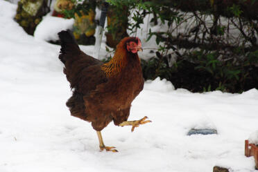Ethel...partridge welsummer (2007-present) eine wunderschöne henne, sie legt wunderschöne dunkelbraune eier und hat ein sehr ruhiges und freundliches wesen. ich würde diese rasse auf jeden fall weiterempfehlen!