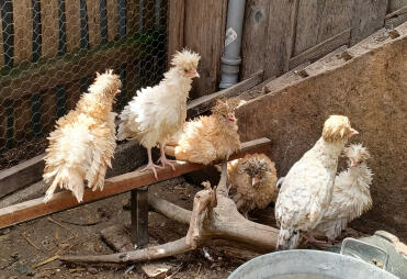 Struppies in Altusried 