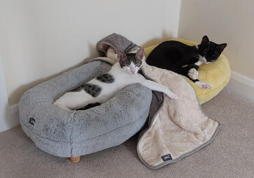 Unsere geretteten katzen aus zypern genießen ihre betten.